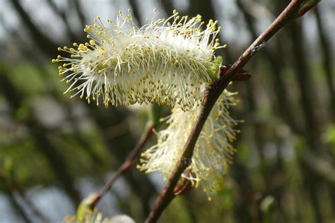 Pussy Willow Catkin Branch Free Photo On Pixabay Pixabay