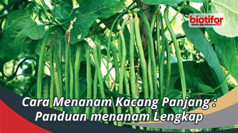 Cara Menanam Kacang Panjang Panduan Menanam Lengkap Biotifor