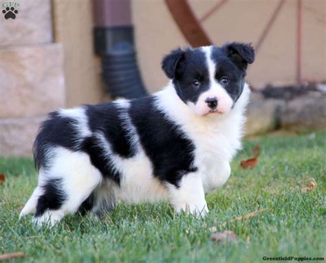 Border Collie Mix Puppies For Sale | Greenfield Puppies