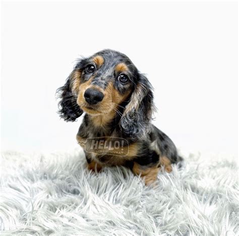 Lil Kinuu Silver Dapple Longhaired Miniature Dachshund Male Hello Human Shop