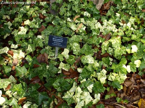 Zimozielony Ogr D Arboretum W Rogowie Zimozielone Ro Liny Li Ciaste