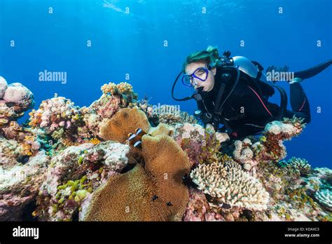 Weibliche Taucher Suchen Bei Anemonenfischen In St Crispin Reef Great