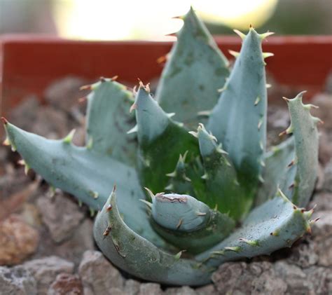 Aloe Peglerae 3 2018 05 10 Cm Pot This Plant Was Bough Flickr