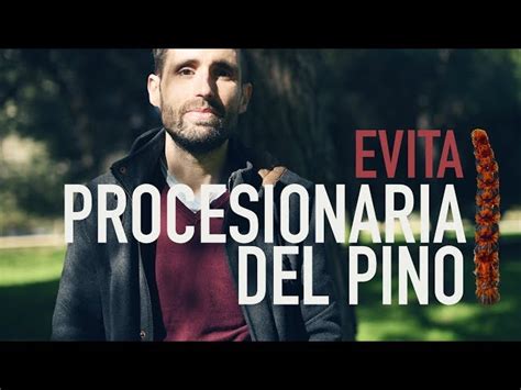 Prevenir Procesionaria Del Pino Consejos Para Evitar Thaumetopoea