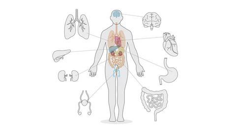4402 Female Anatomy Diagram Internal Organs Stock Videos Footage