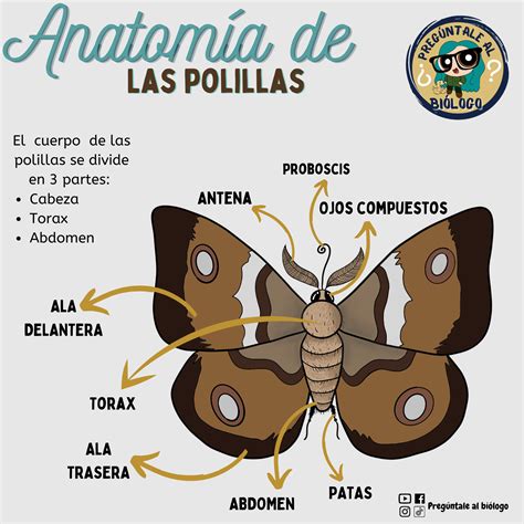 Pueden Enfermarte Las Polillas Preg Ntale Al Bi Logo