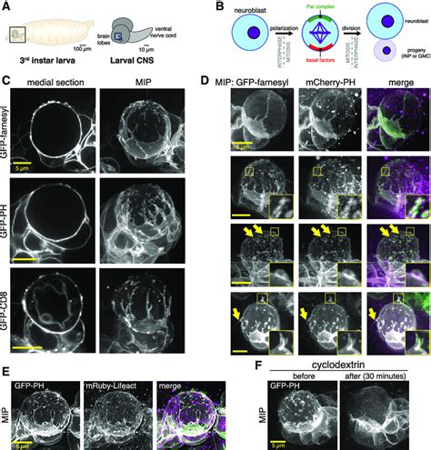 The Neuroblast Membrane Is Heterogenous A Drosophila Larval Central