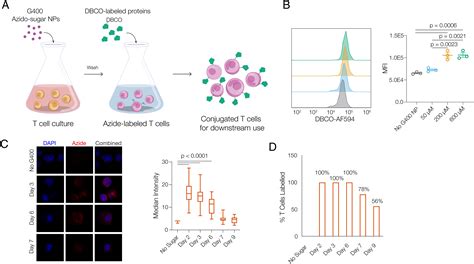 Cytokine Conjugation To Enhance T Cell Therapy Pnas