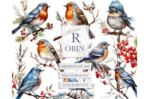 Watercolor robin bird clipart, Forest bird robin png