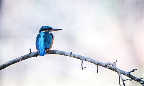 River Kingfisher 4k Wallpaper,HD Birds Wallpapers,4k Wallpapers,Images ...