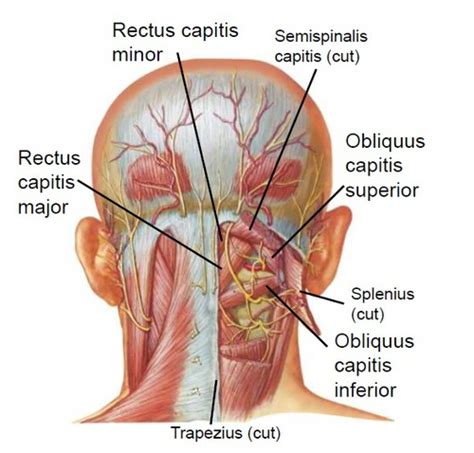 Anatomical Triangles Flashcards Quizlet