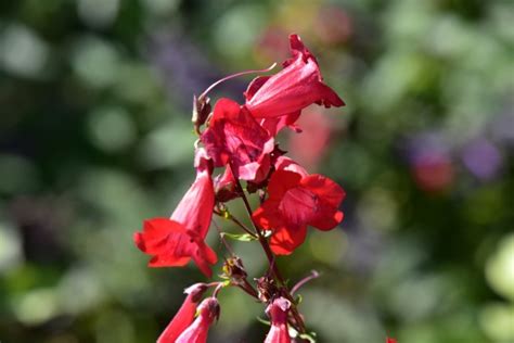 Red Trumpet Flowers Free Stock Photo Public Domain Pictures