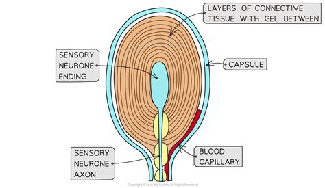 AQA A Level Biology复习笔记6 1 7 The Pacinian Corpuscle 翰林国际教育