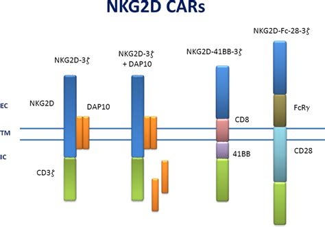 Nkg2d Cars As Cell Therapy For Cancer The Cancer Journal