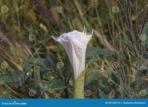 California Wildflowers Series Sacred Datura Datura Wrightii Stock