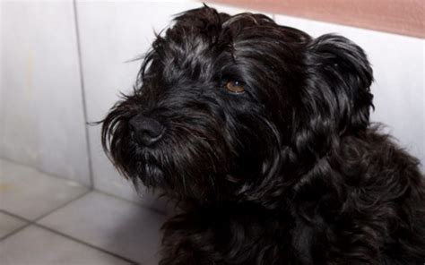 Patterpoo The Patterdale And Poodle Cross Patterdale Terriers