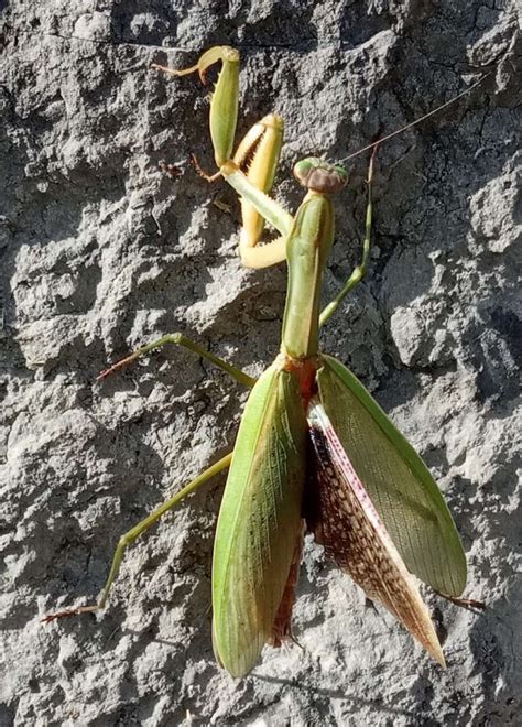 Réf 332913 INSECTA Dictyoptera Mantidae Tenodera sinensis