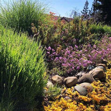 Meerlo Lavender - A Perfect Drought Tolerant Plant — Gill Gardens