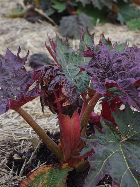 Rheum Palmatum Atrosanguineum Beth Chatto Gardens