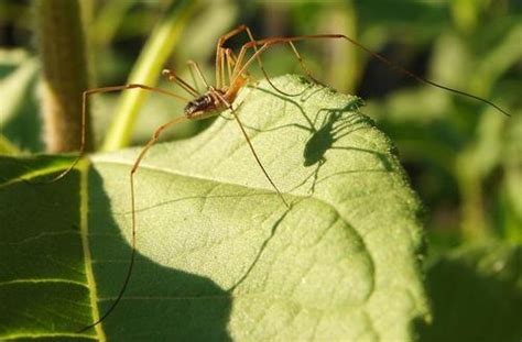 Brown Daddy Long Legs Matbio Arachnids Matanzas Biodiversity