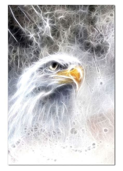 Bald Eagle | Bald eagle, Eagle art, Beautiful birds