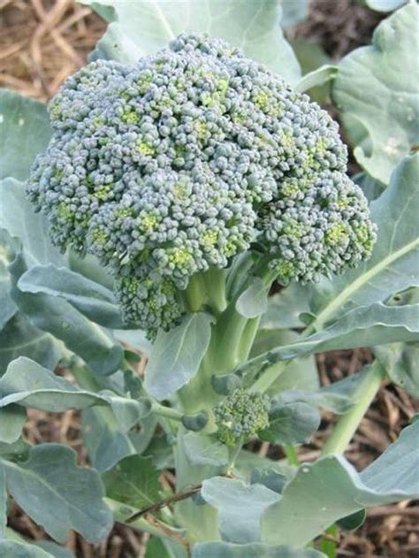 Learn How Does Broccoli Reproduce How To Guides Tips And Tricks