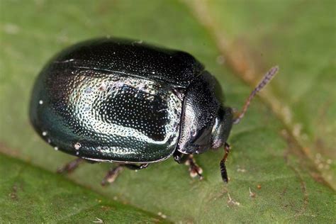 Plagiodera Versicolora Breiter Weidenblattkäfer Blattkäfer