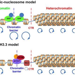 Proposed Models For Facultative Heterochromatin Boundary Models