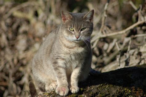 Katze Katzenartige Tier Kostenloses Foto Auf Pixabay Pixabay