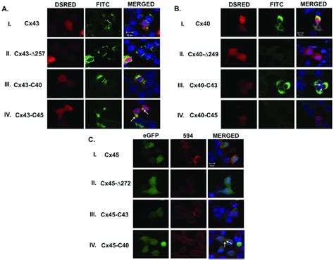 Carboxy Terminal CT Domain Of Connexins Regulate Junctional Plaque