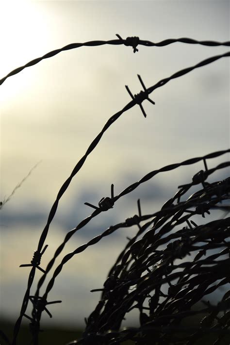 Bildet tre natur gren silhouette gjerde piggtråd himmel