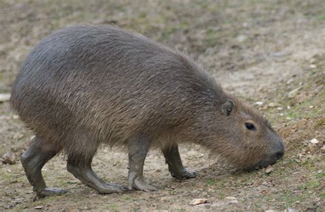 Capybara Hydrochoerus Hydrochaeris Amazona Zoo Spencer Wright Flickr