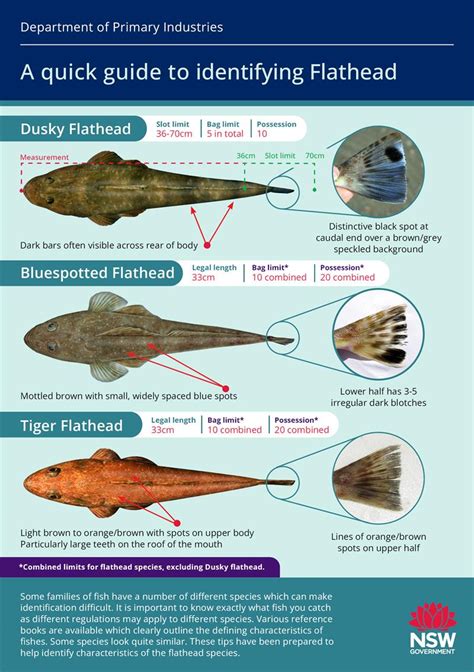 Do You Know The Difference Between Flathead Species In Nsw