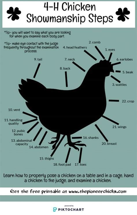 4 H Chicken Showmanship Steps Memorize These Steps So That You Can Do