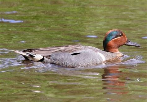 picture blue winged teal pair anas discors