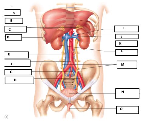 Major Organs Of Urinary System Diagram Quizlet