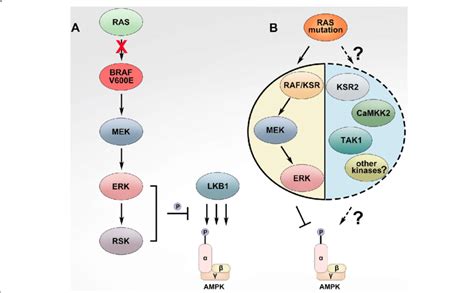 Ampk Signaling Pathway