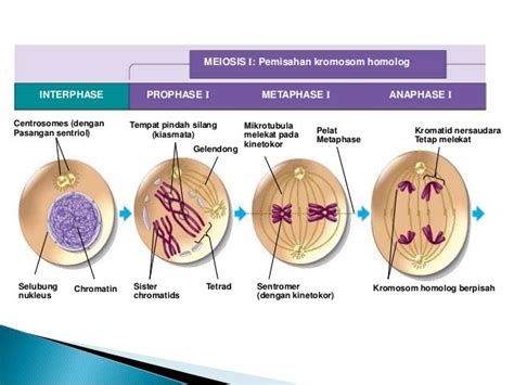 Materi Siklus Sel