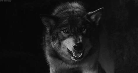 Growling Wolf 