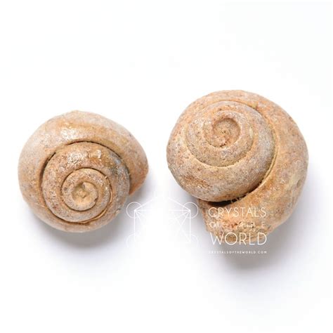 Gastropod Fossils - Crystals of the World