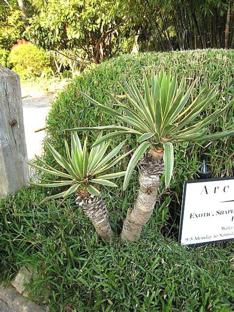 Yucca Gloriosa Variegata Architectural Plants