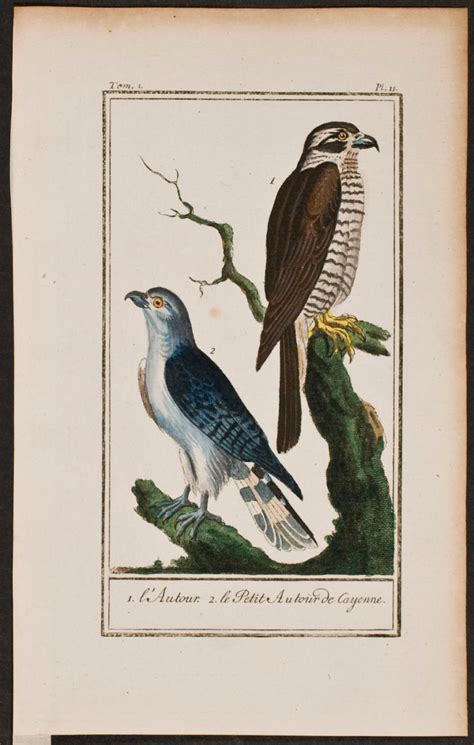 Goshawk Von Georges Louis Leclerc Comte De Buffon 1790 Kunst