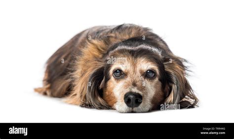 Old Dachshund Badger Dog Sausage Dog Wiener Dog Lying In Front Of