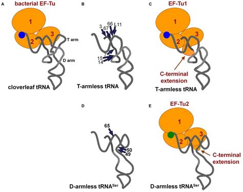 A Ternary Complex Of Conventional Trna Ef Tu Gtp Nissen Et Al