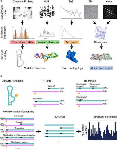 Frontiers Advances In RNA 3D Structure Modeling Using Experimental Data