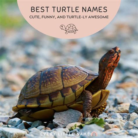 Best Turtle Names