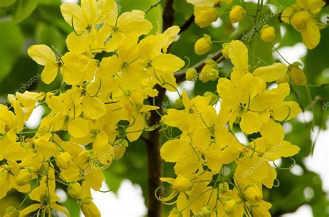 La F Stula De Cassia Es El Rbol Nacional De Tailandia Y Su Flor Es La