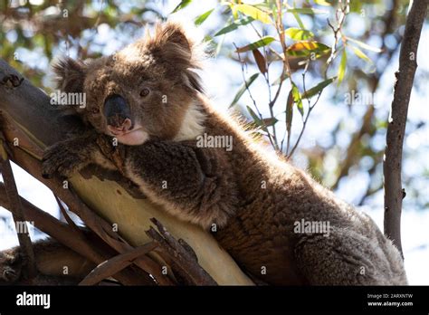 Koala Claws High Resolution Stock Photography and Images - Alamy