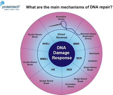 How To Solve The Genome Dna Damage Proteintech Group