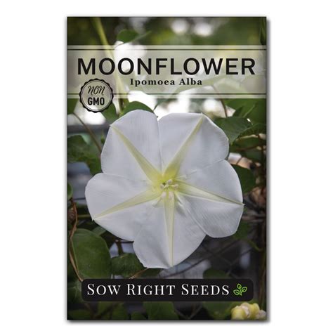 Moonflower Seeds for Planting | Large White Night Time Blooms – Sow ...